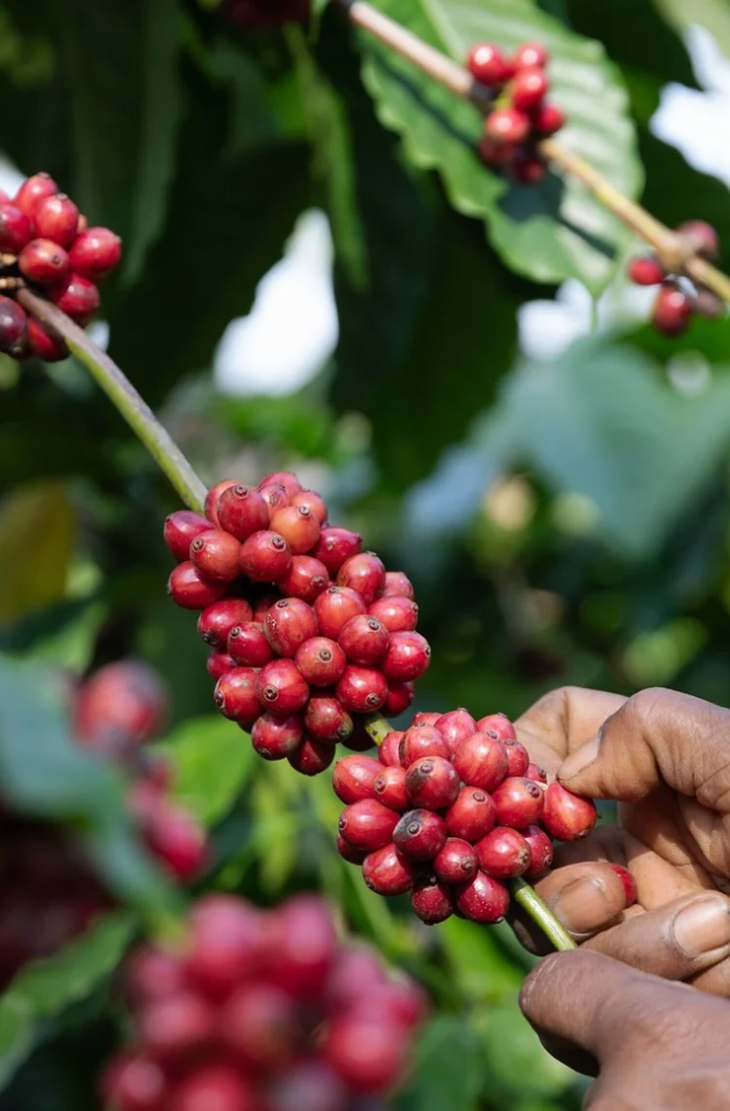 Badra's Bettadakhan Estate — Coffee cherry