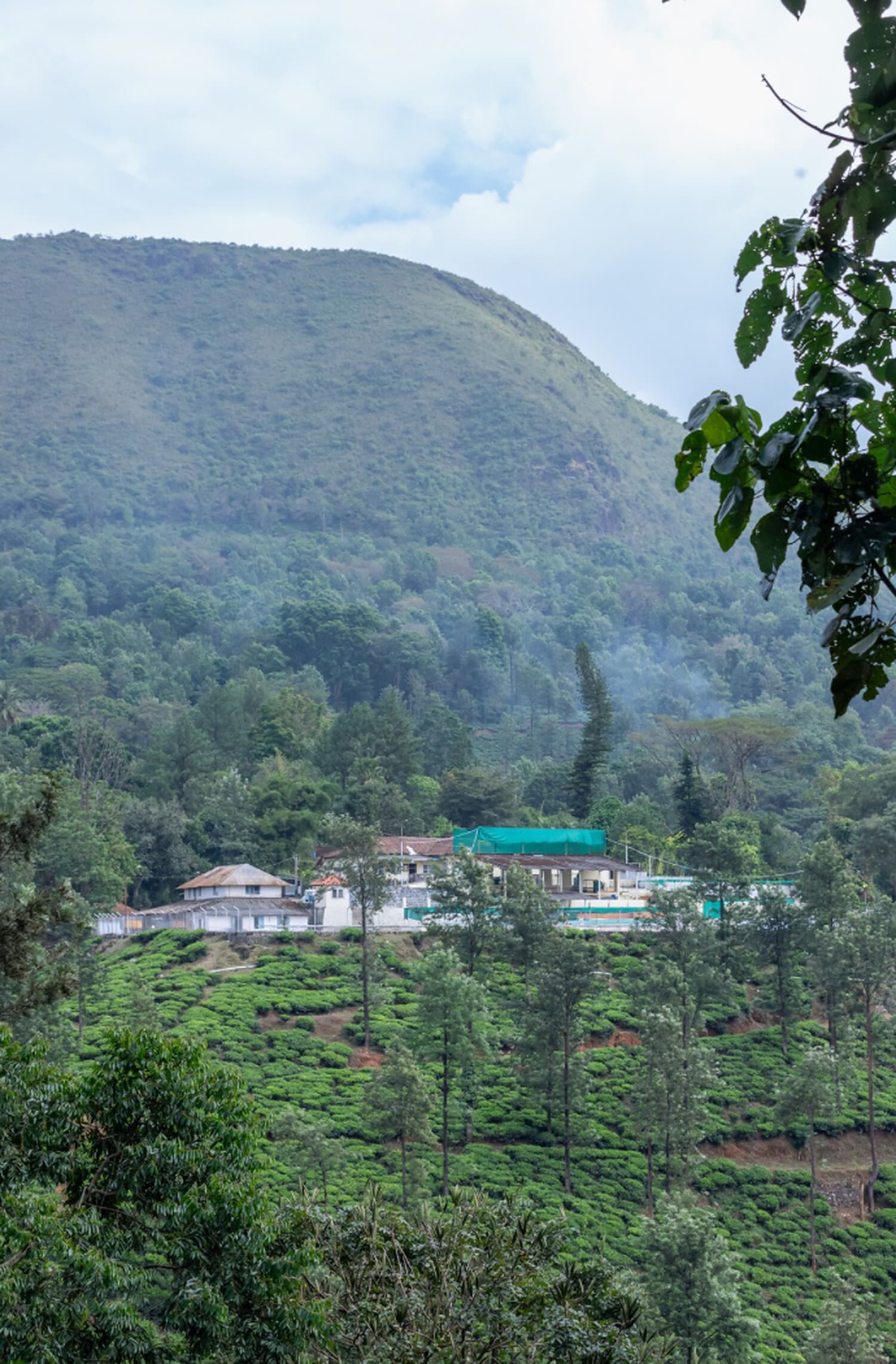 Badra's Bettadakhan Estate — The estate