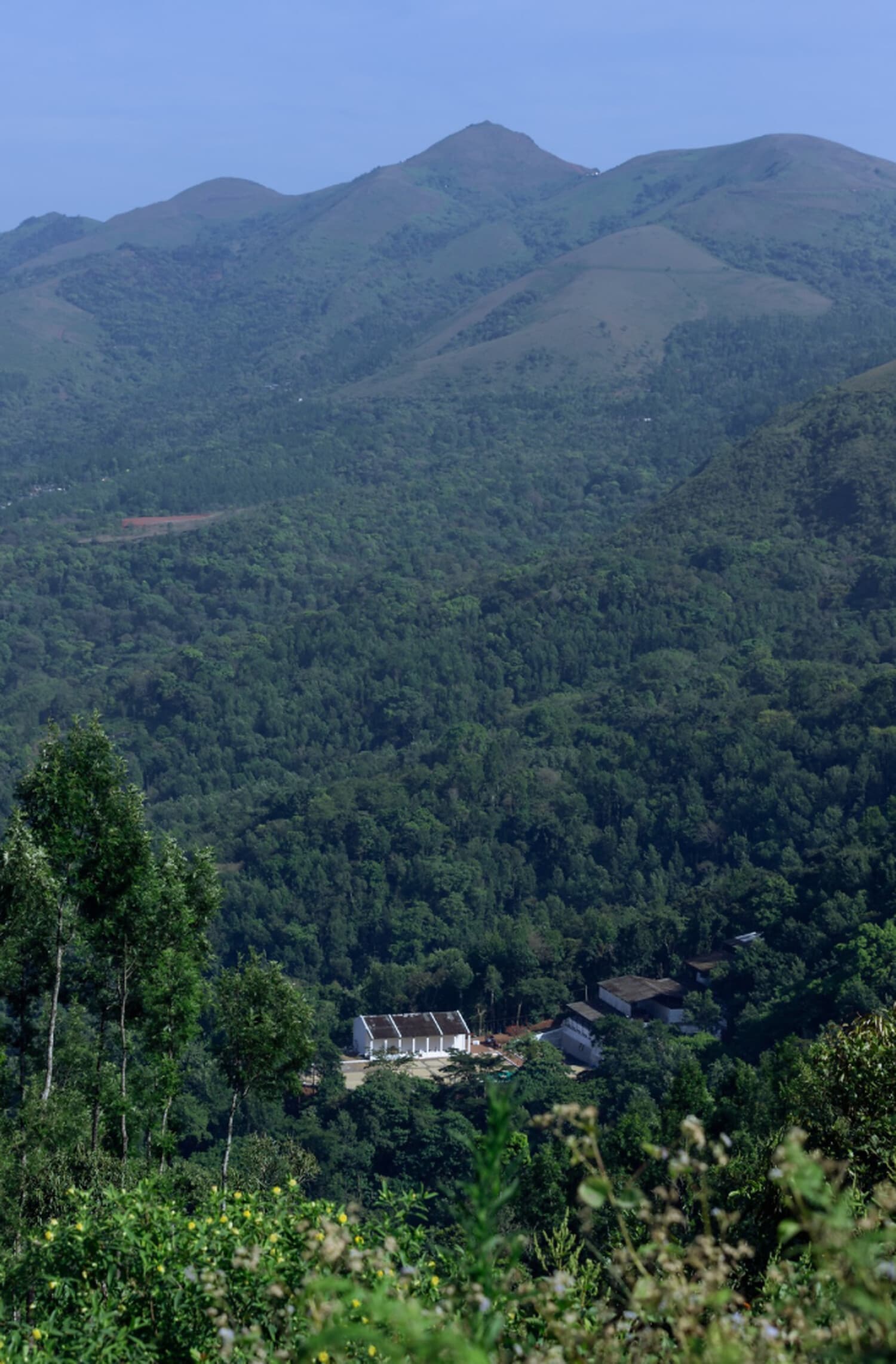 Badra's Bettadakhan Estate — The hills